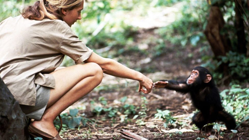 The photo of Jane Goodall with infant chimp Flint challenged scientific norms and changed our view of the animal kingdom (Credit: Hugo van Lawick)