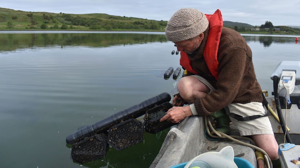 Seawilding director Danny Renton hauls up a floating cage of juvenile oysters, which will eventually be re-released into the loch (Credit: Frankie Adkins)