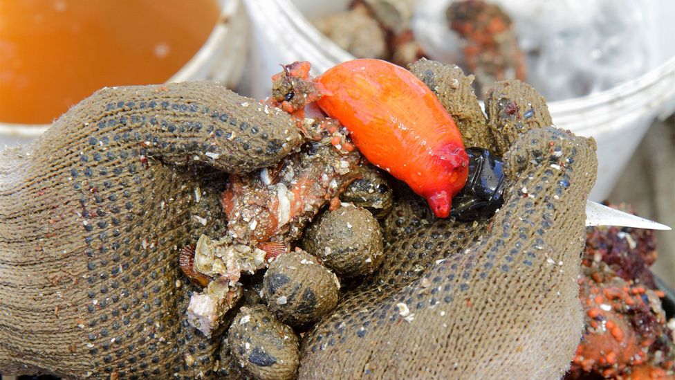 At first sight, the piure (also known as the pyura chilensis) is not the most appetising seafood (Credit: Jeffrey Isaac Greenberg 7+/Alamy)