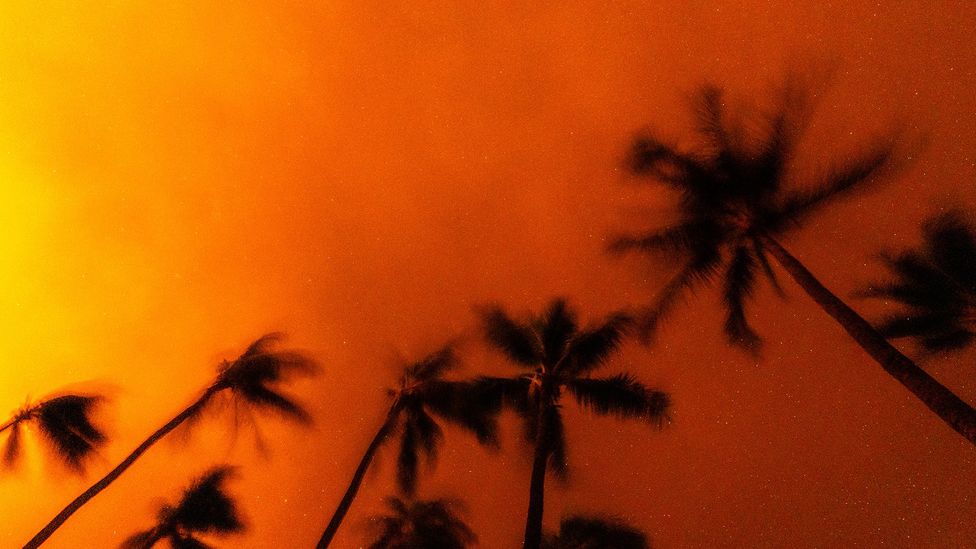 Palm trees silhouetted against an orange sky glowing from wildfires in Hawaii (Credit: Getty Images)