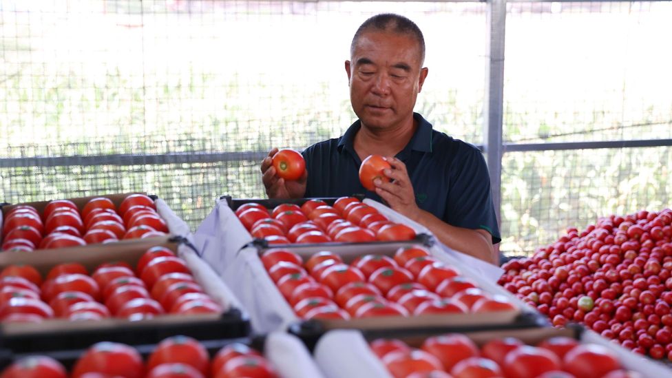A man trying to choose between identical-looking tomatoes (Credit: Getty Images)